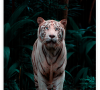Гибкий настенный инфракрасный пленочный обогреватель  Тепло Крыма “Белый тигр” 400 Вт