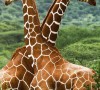 Гибкий настенный инфракрасный пленочный обогреватель Домашний Очаг “Жирафы” 500 Вт